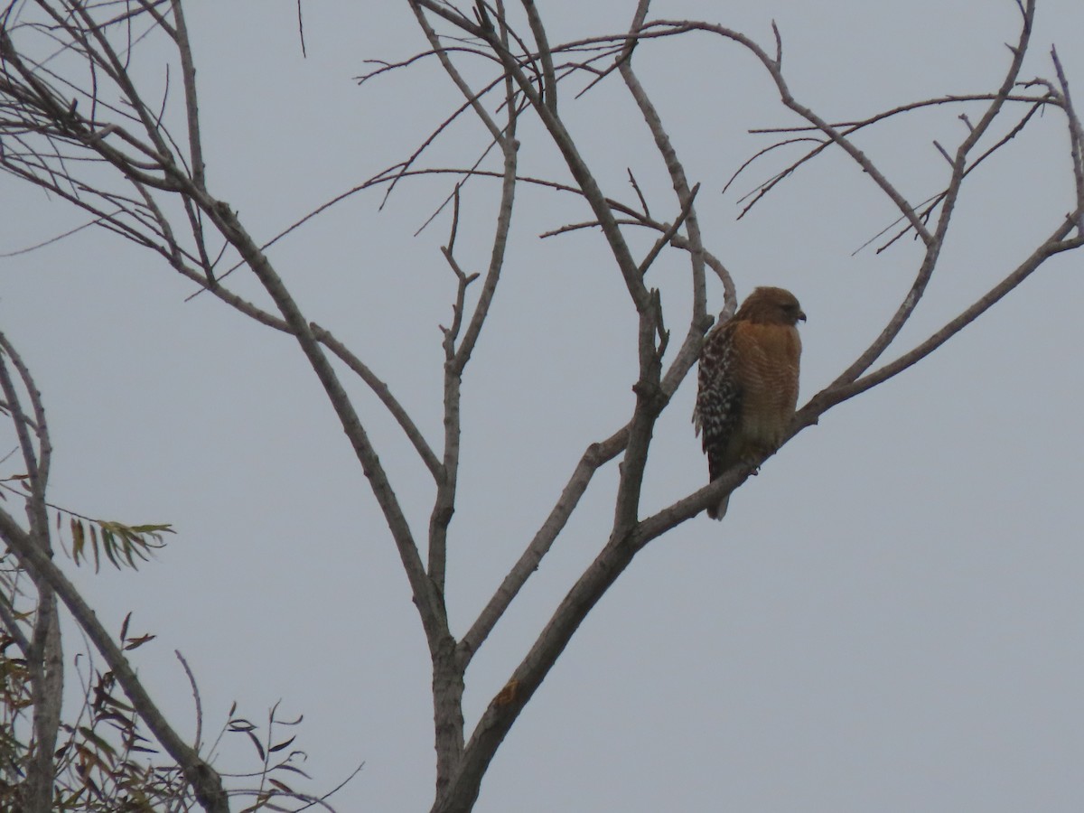 Red-shouldered Hawk - ML647046206