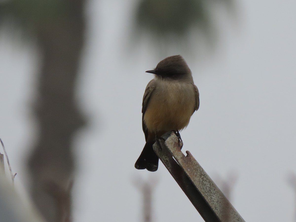 Say's Phoebe - ML647046213
