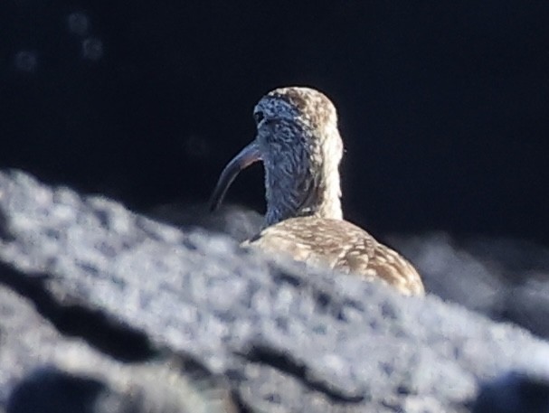 Hudsonian Whimbrel - ML647046214
