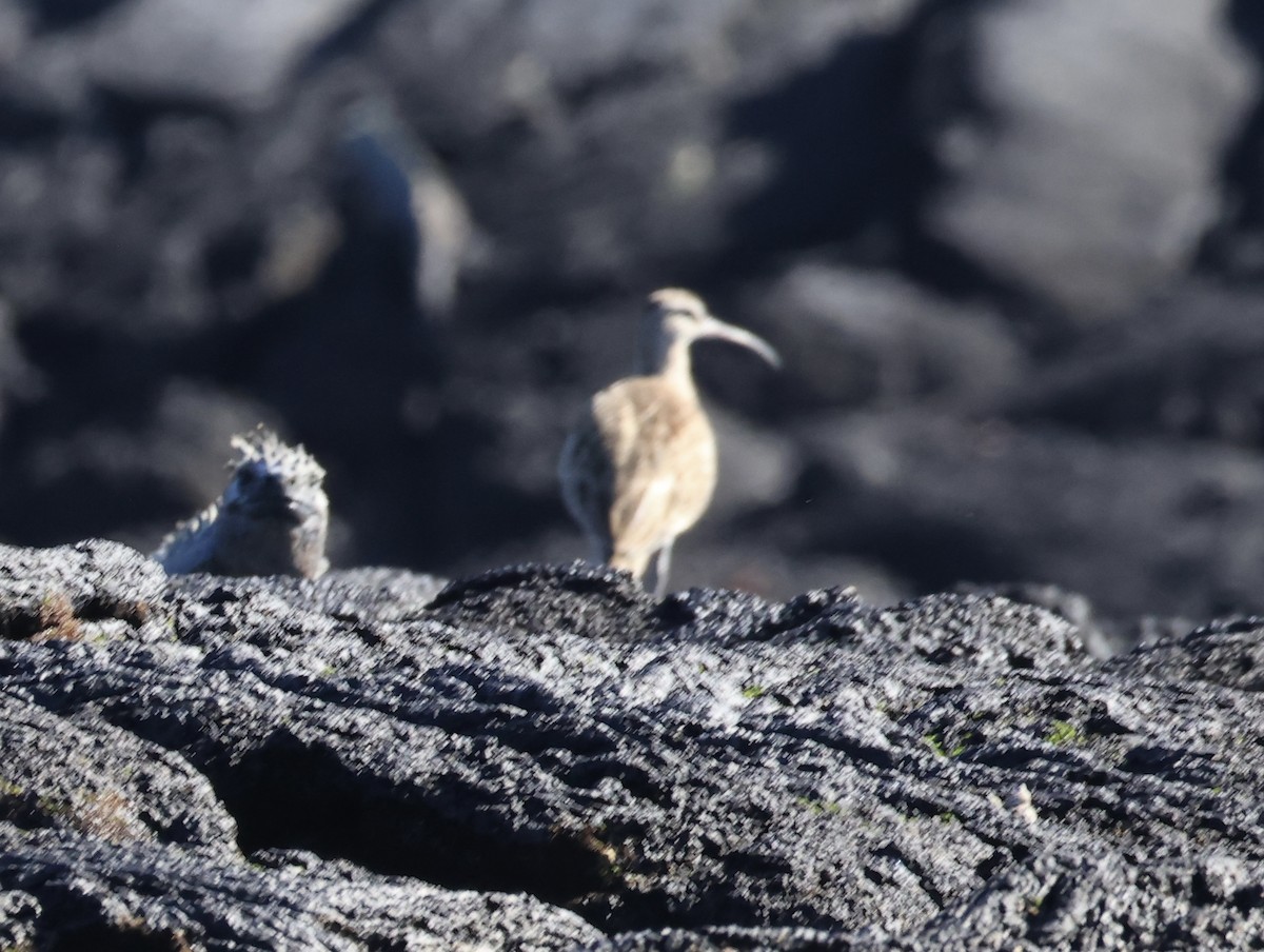 Hudsonian Whimbrel - ML647046215