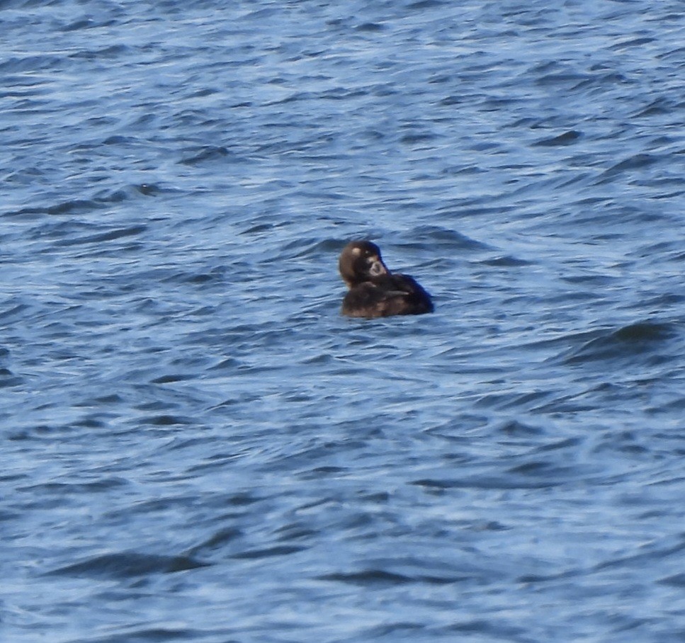 Yamalı Ördek - ML647046234