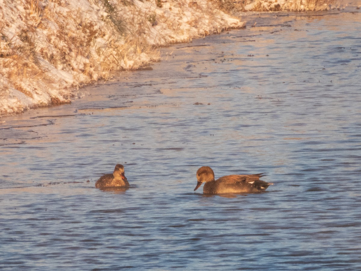 kopřivka obecná - ML647046235