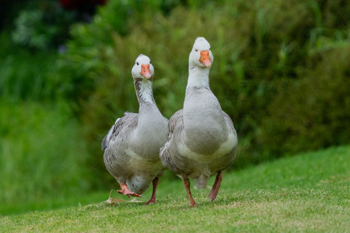 Graylag Goose (Domestic type) - ML647046237