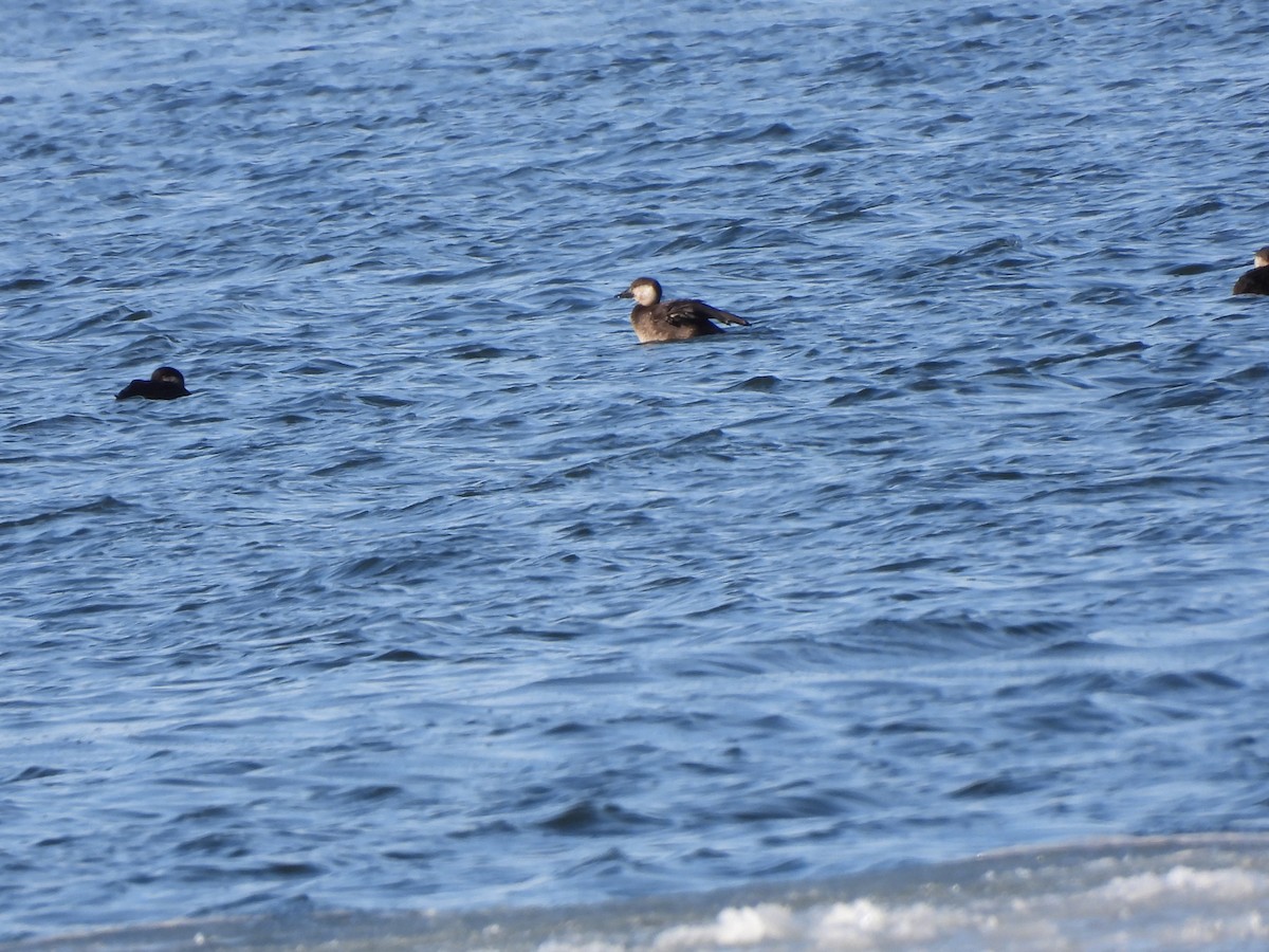 クロガモ - ML647046247