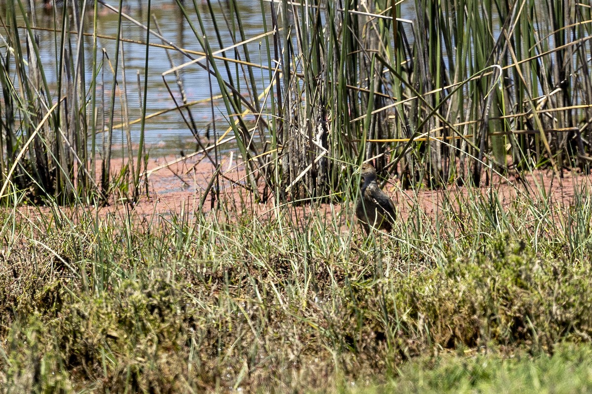 Spot-flanked Gallinule - ML647046260