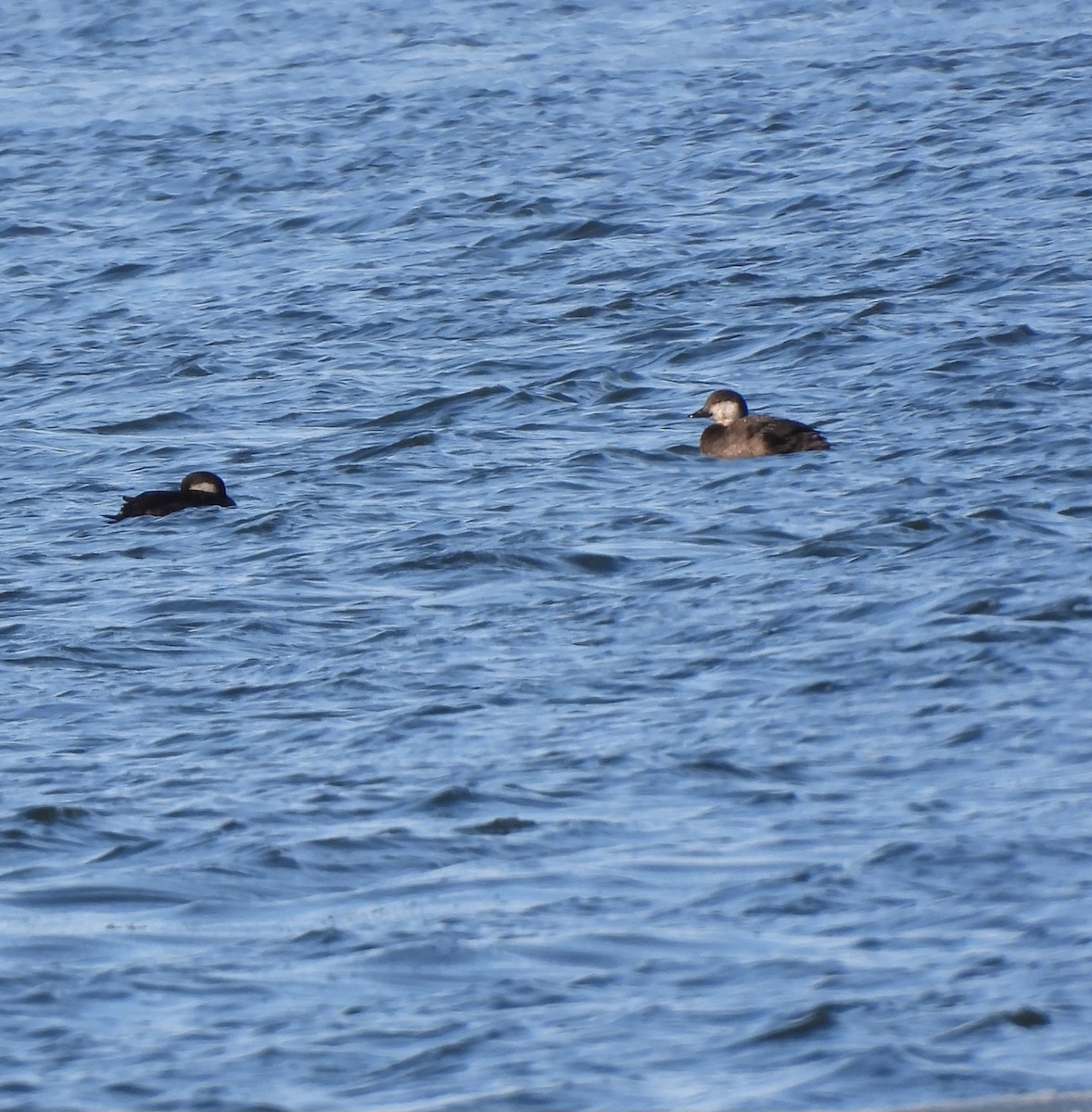 クロガモ - ML647046269