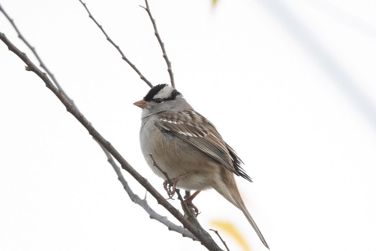 strnadec bělopásý - ML647046273