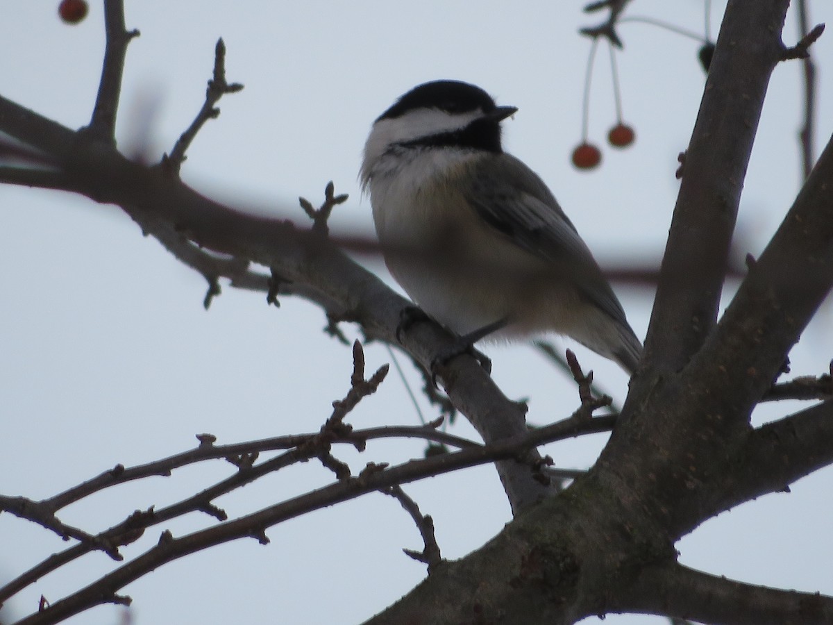 Black-capped Chickadee - ML647046274