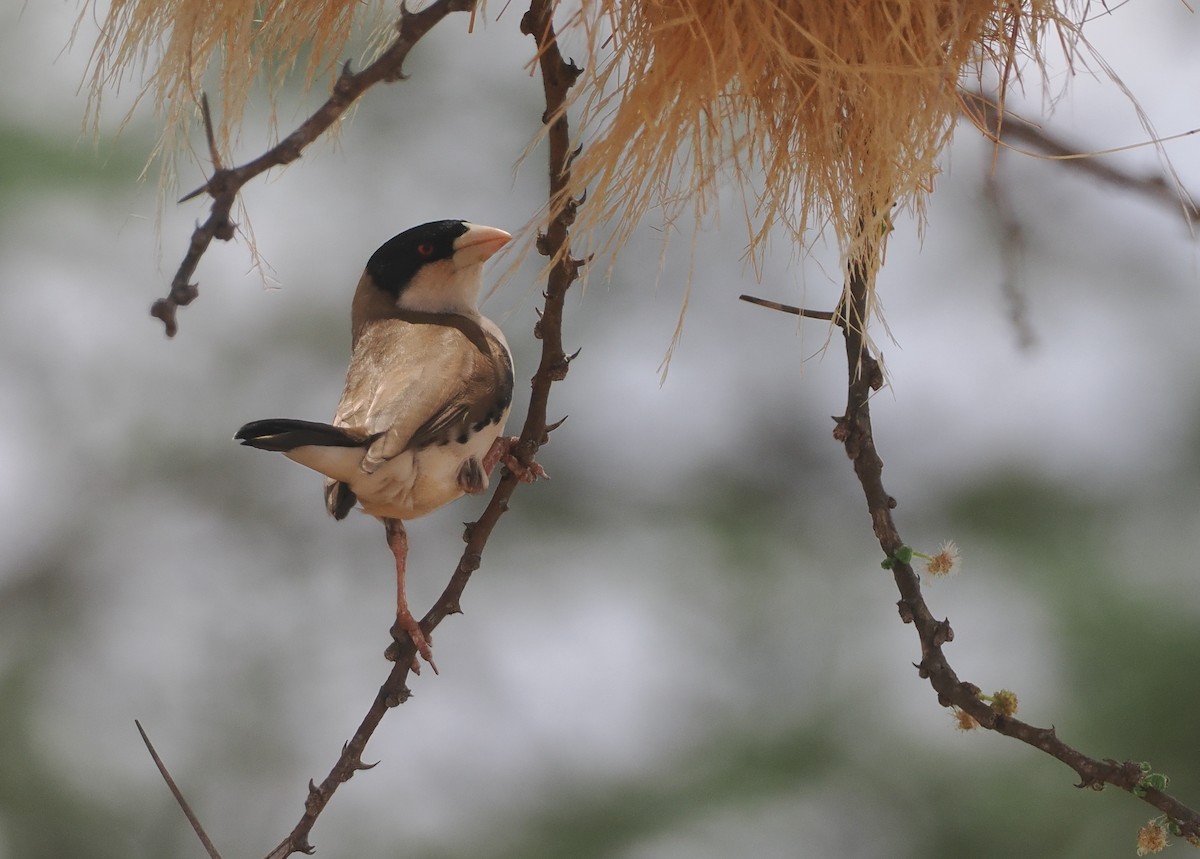 Black-capped Social-Weaver - ML647046275