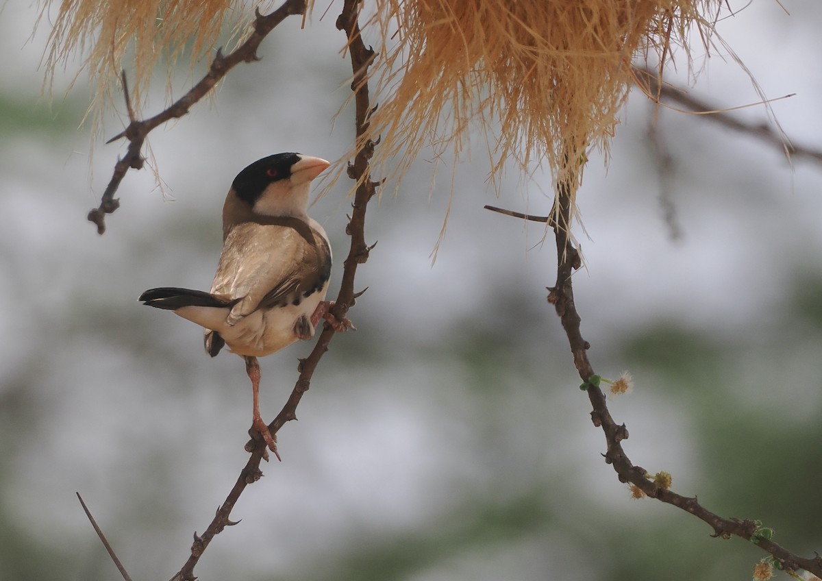 Black-capped Social-Weaver - ML647046276