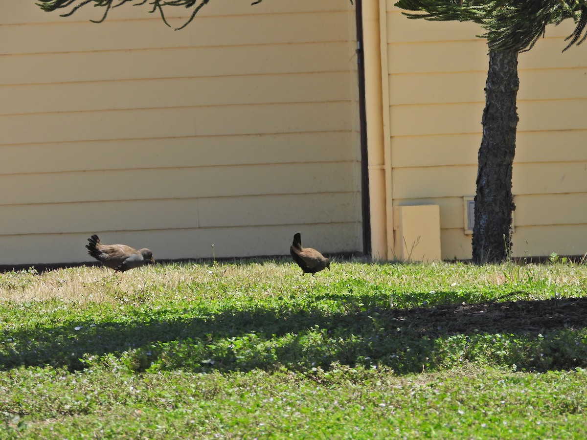 Black-tailed Nativehen - ML647046280