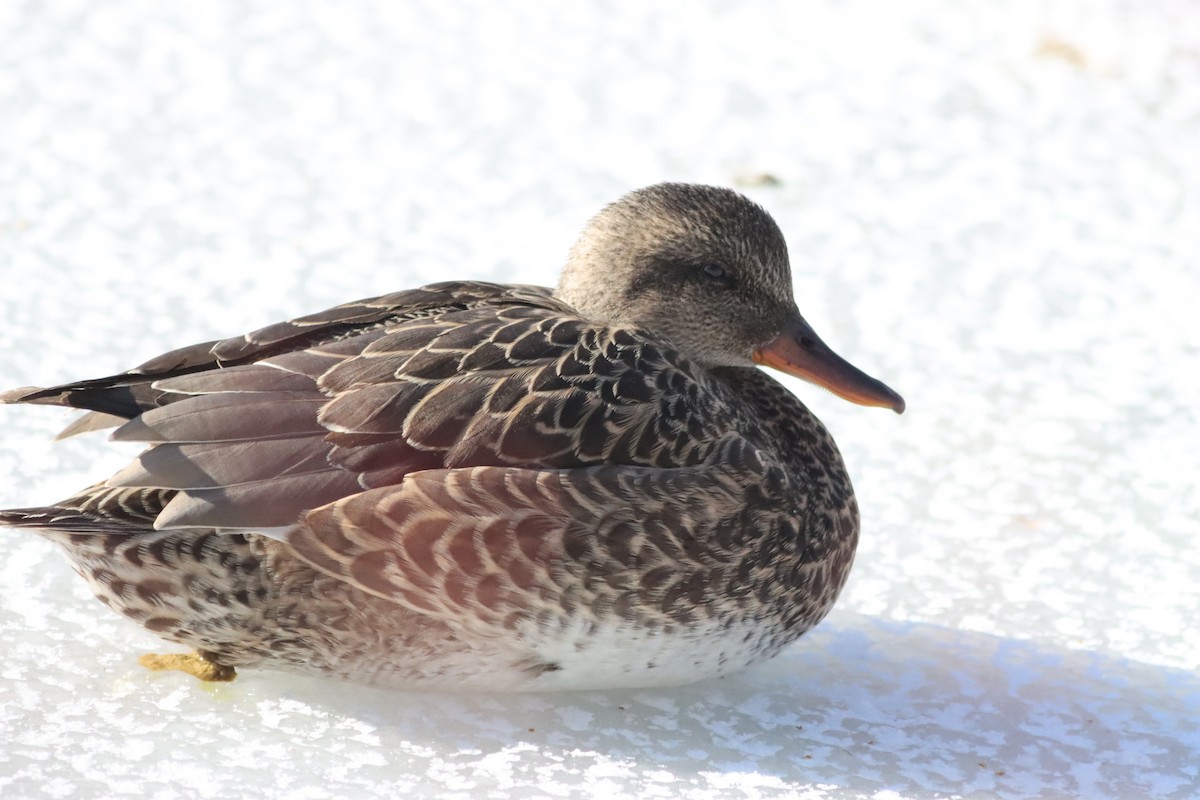 Gadwall - ML647046281