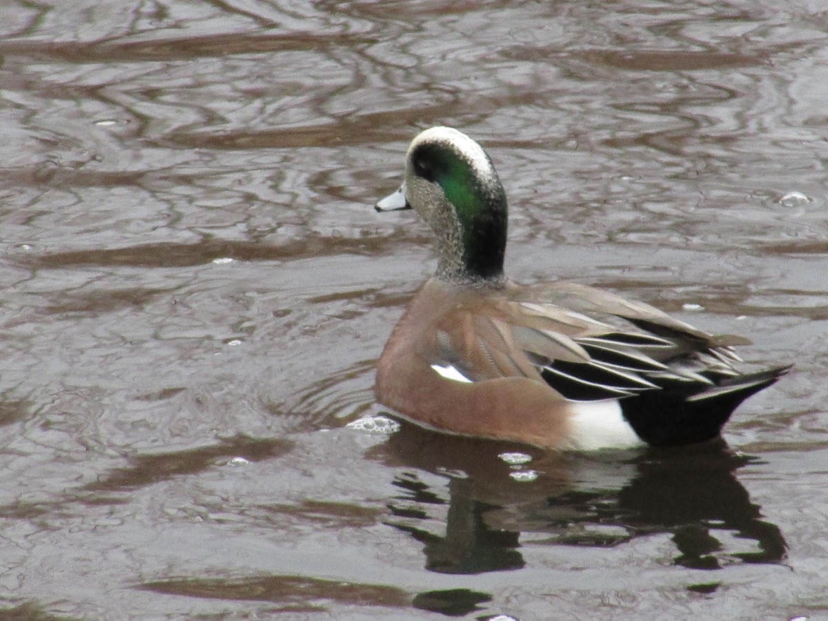 Canard d'Amérique - ML647046282