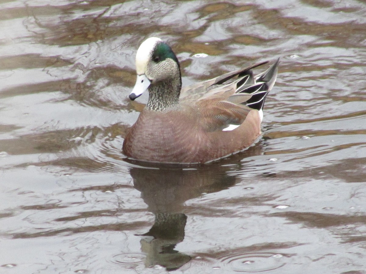Canard d'Amérique - ML647046283