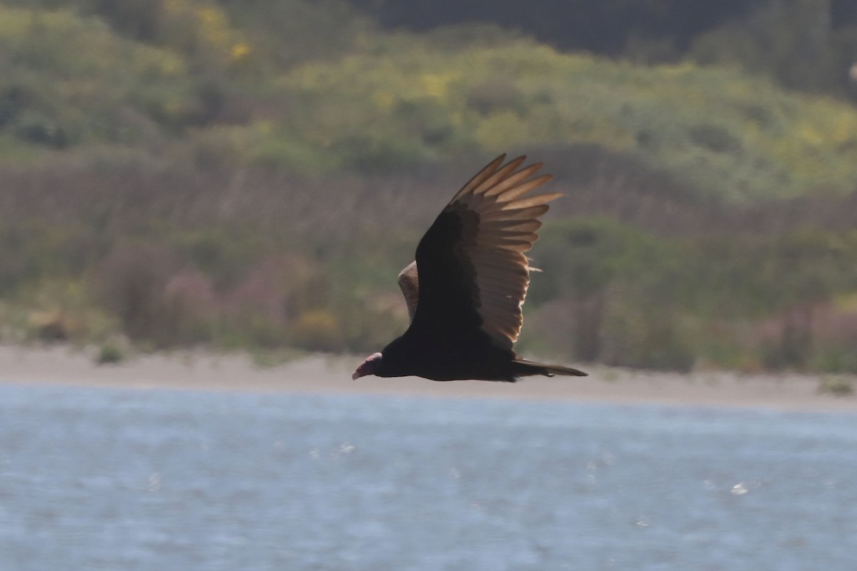 Turkey Vulture - ML647046284
