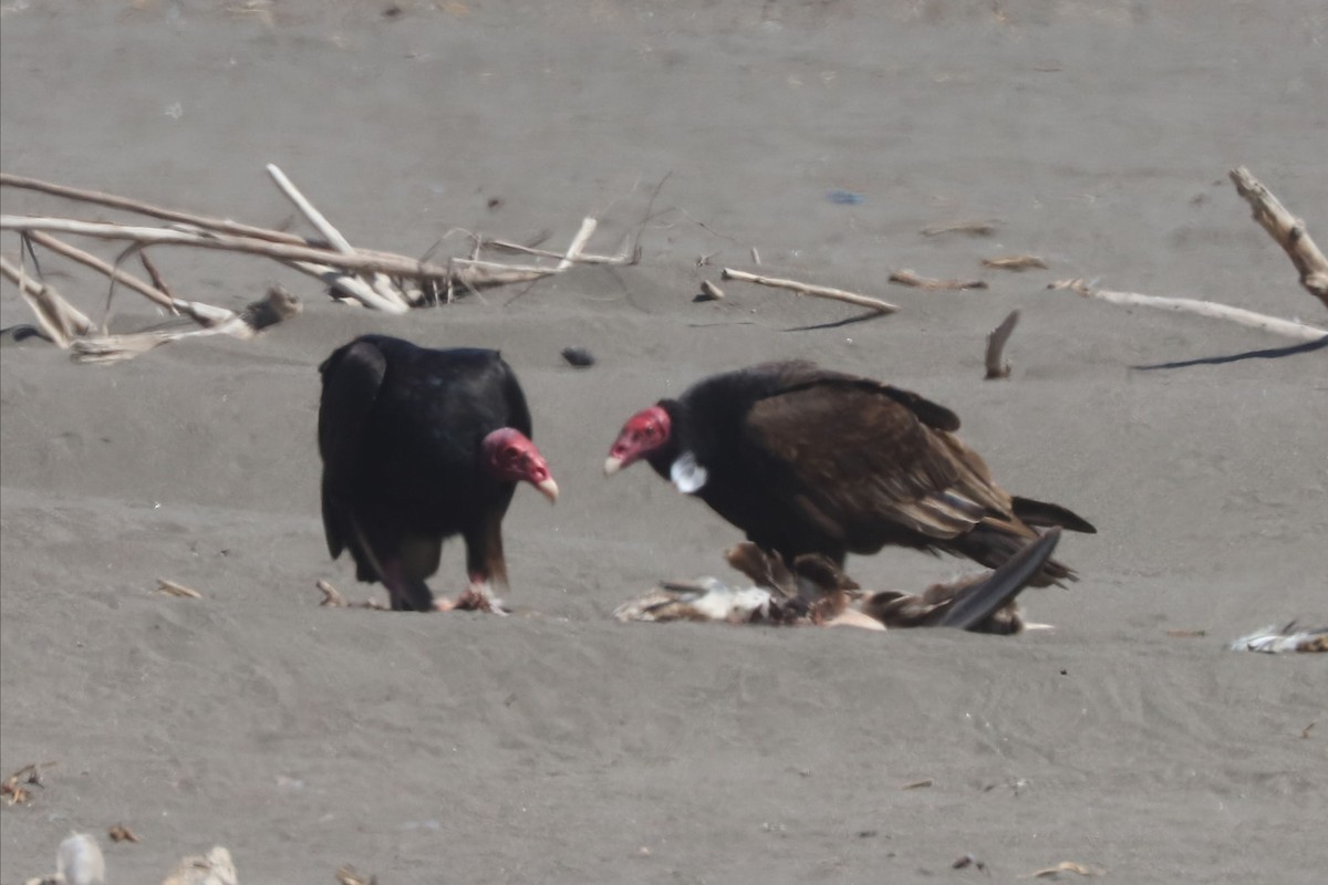 Turkey Vulture - ML647046285