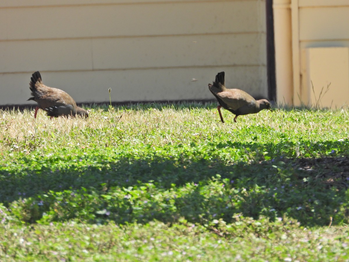 Black-tailed Nativehen - ML647046288