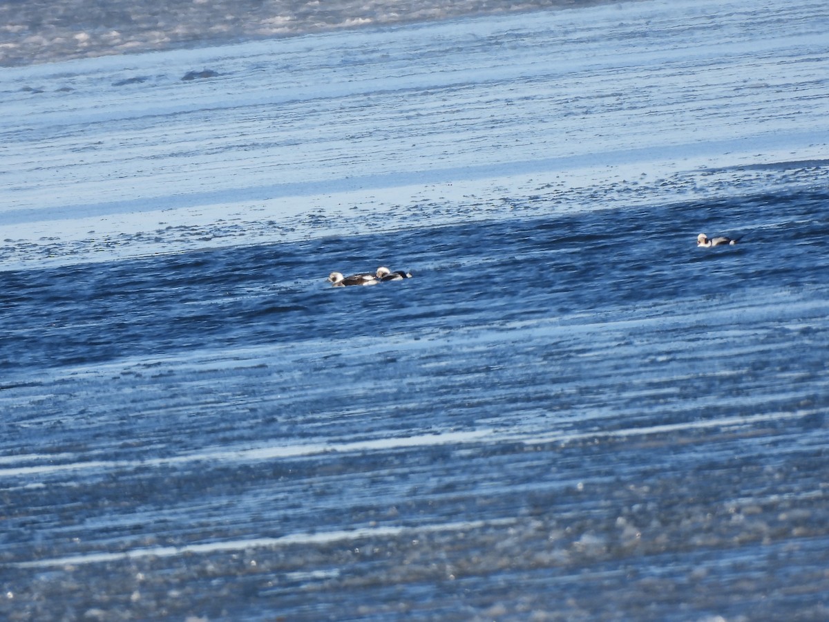 Long-tailed Duck - ML647046289