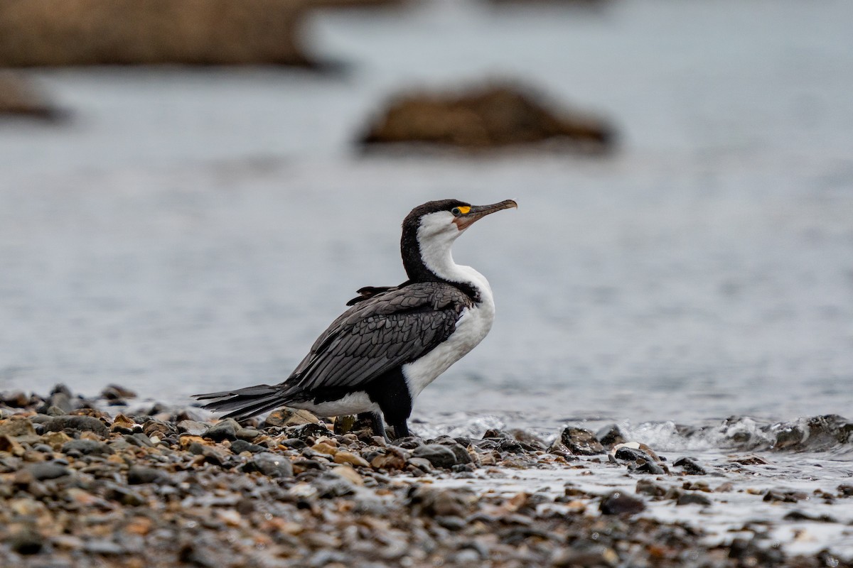 Pied Cormorant - ML647046290
