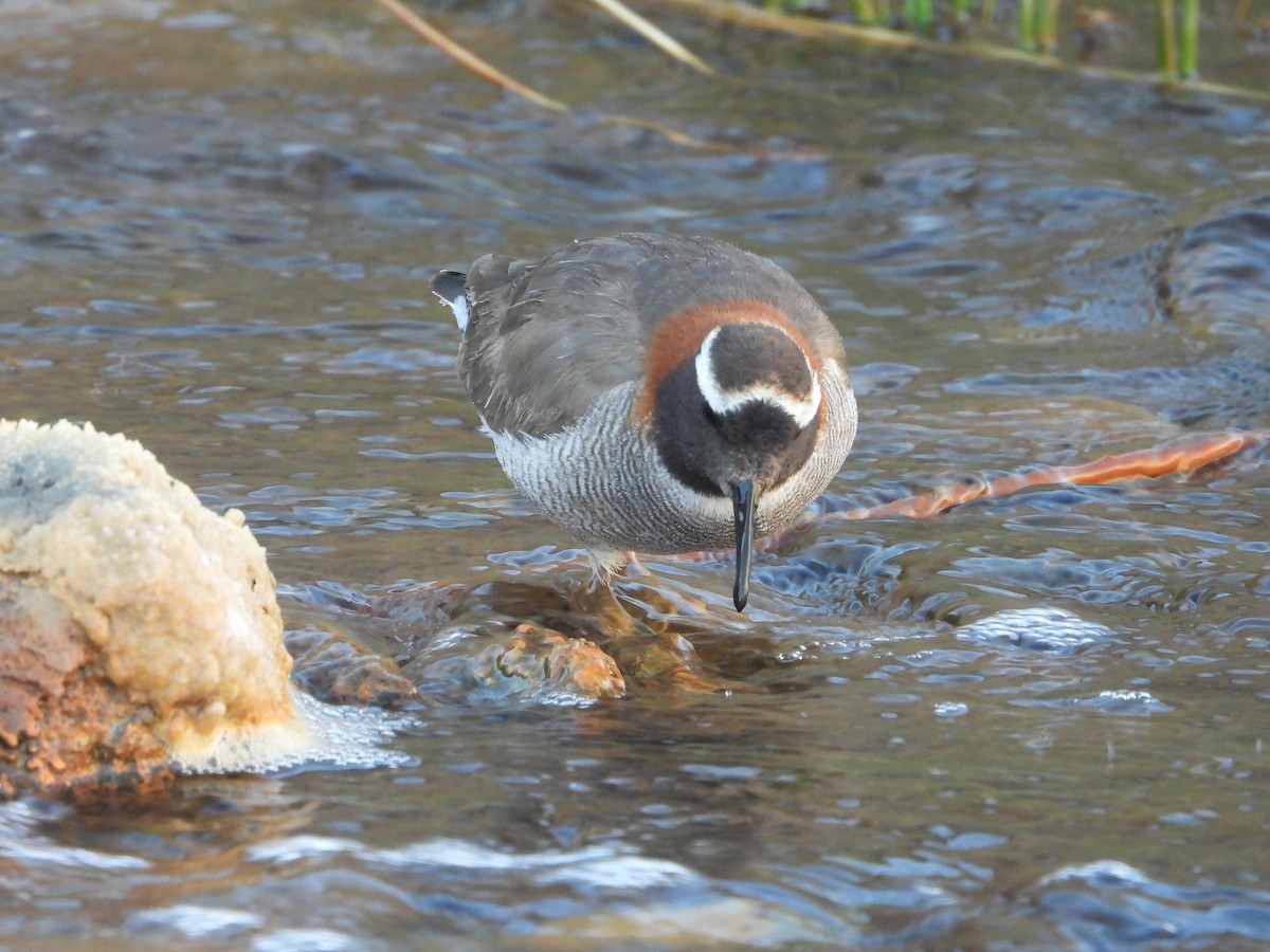 Diademed Sandpiper-Plover - ML647046291