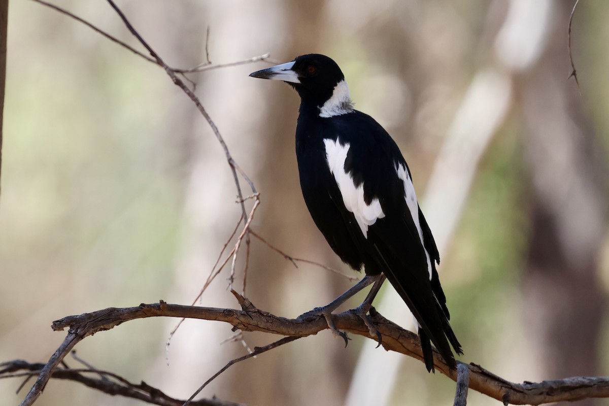 Australian Magpie - ML647046292
