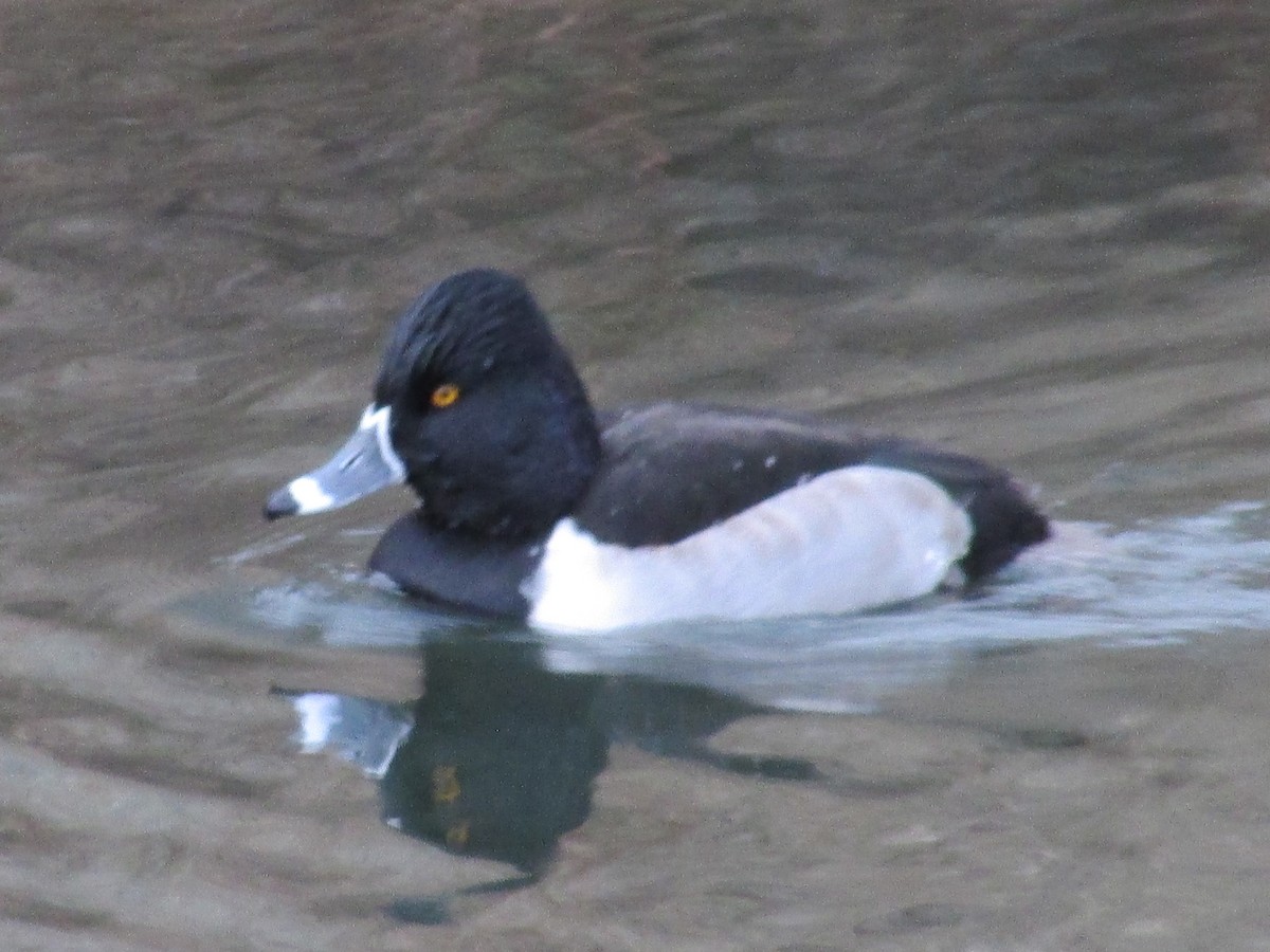 Ring-necked Duck - ML647046293