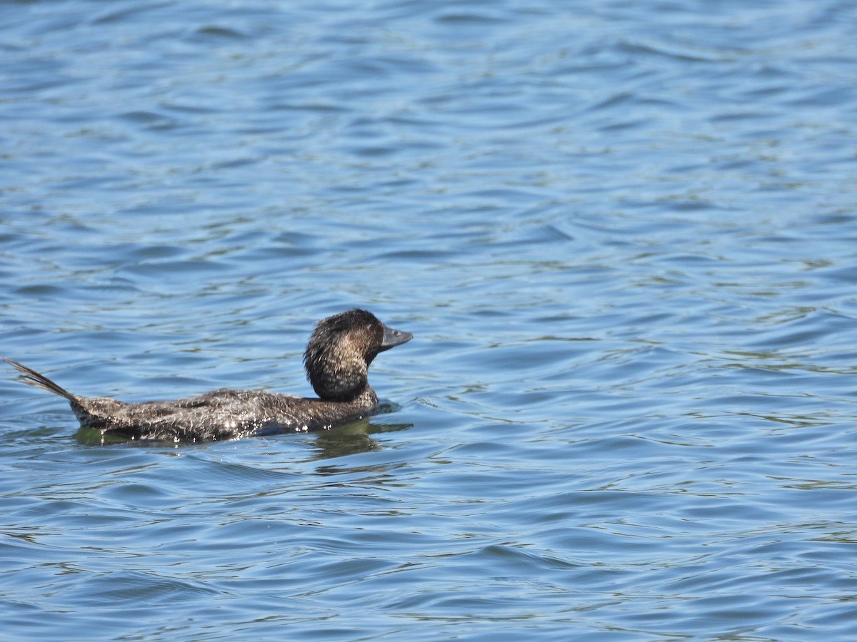 Musk Duck - ML647046294