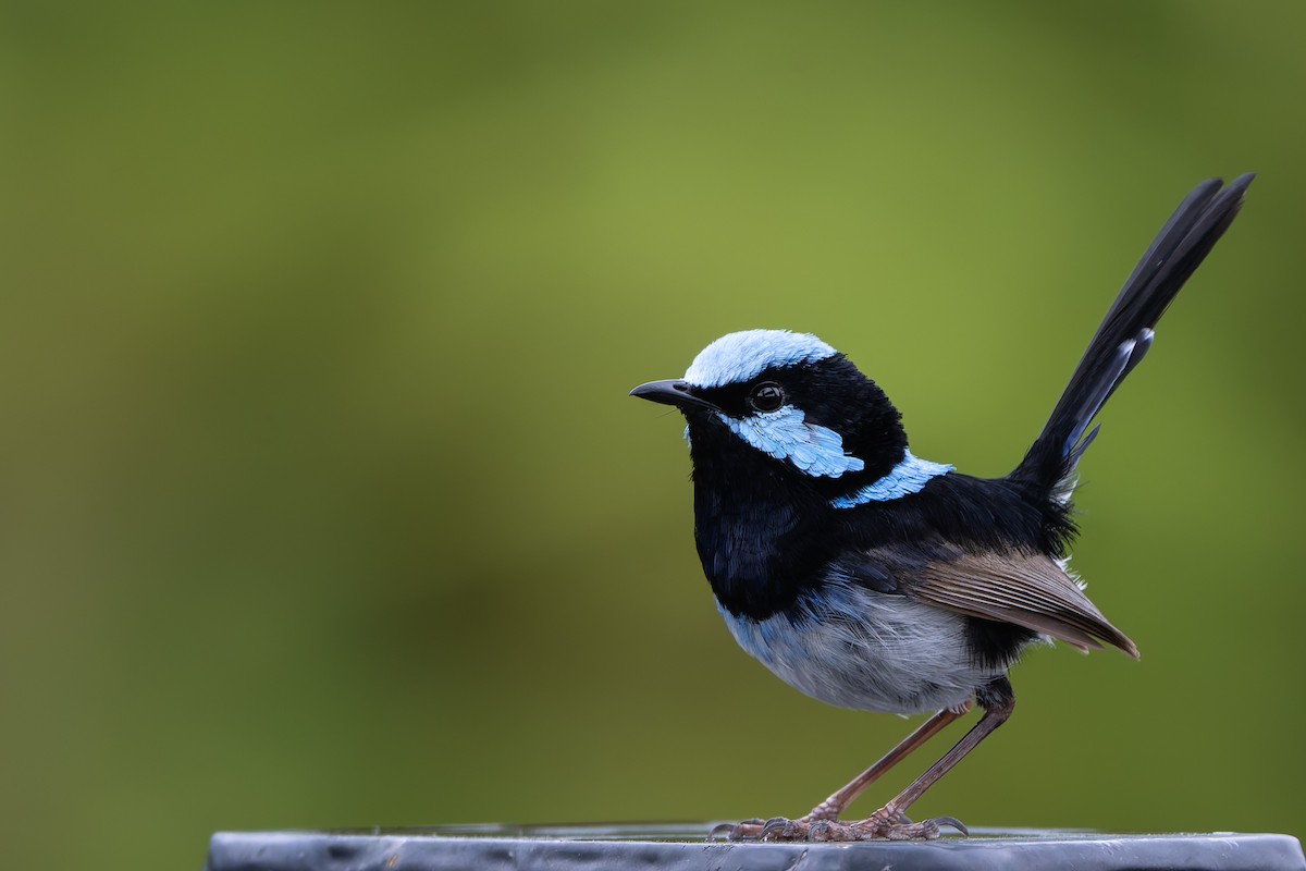 Superb Fairywren - ML647046295