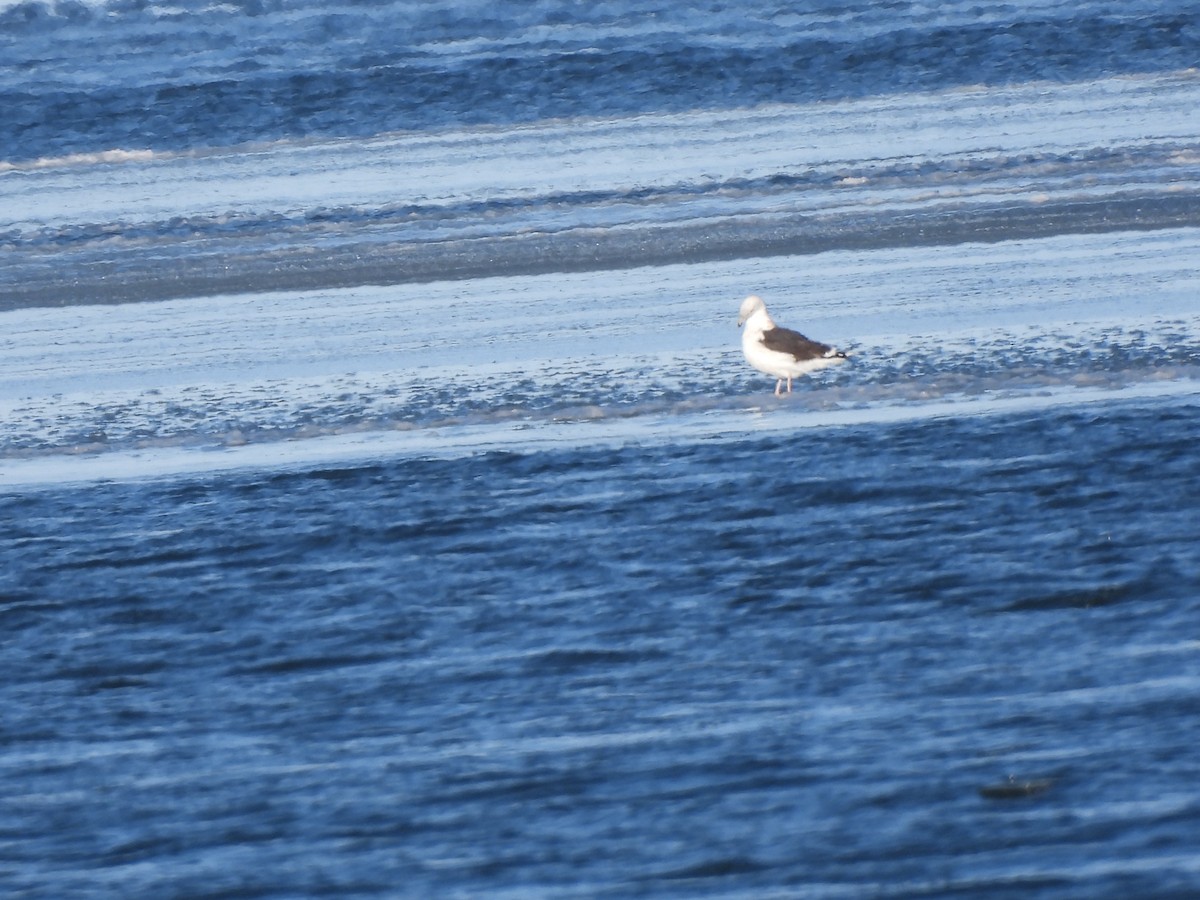Great Black-backed Gull - ML647046297