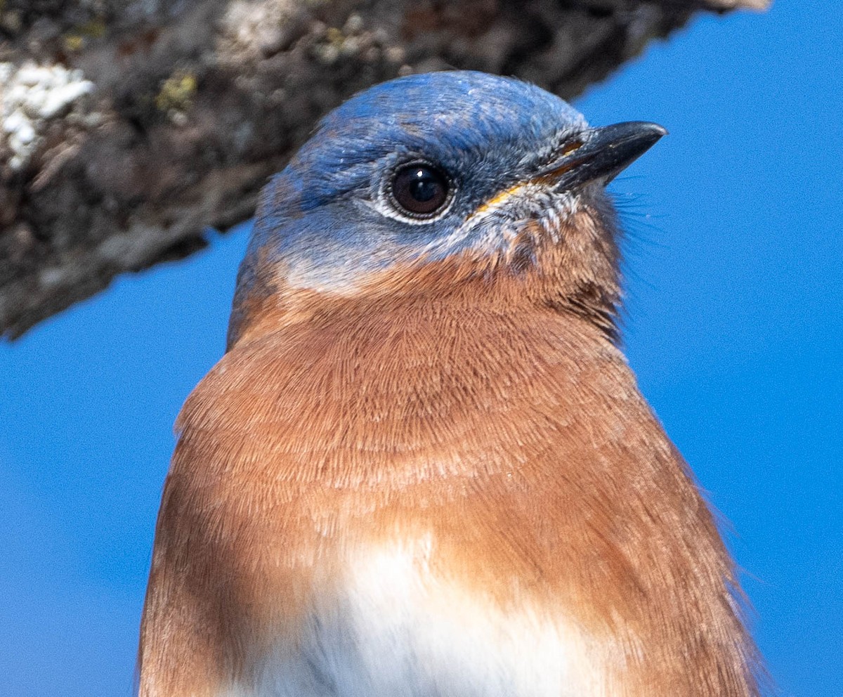Eastern Bluebird - ML647046299
