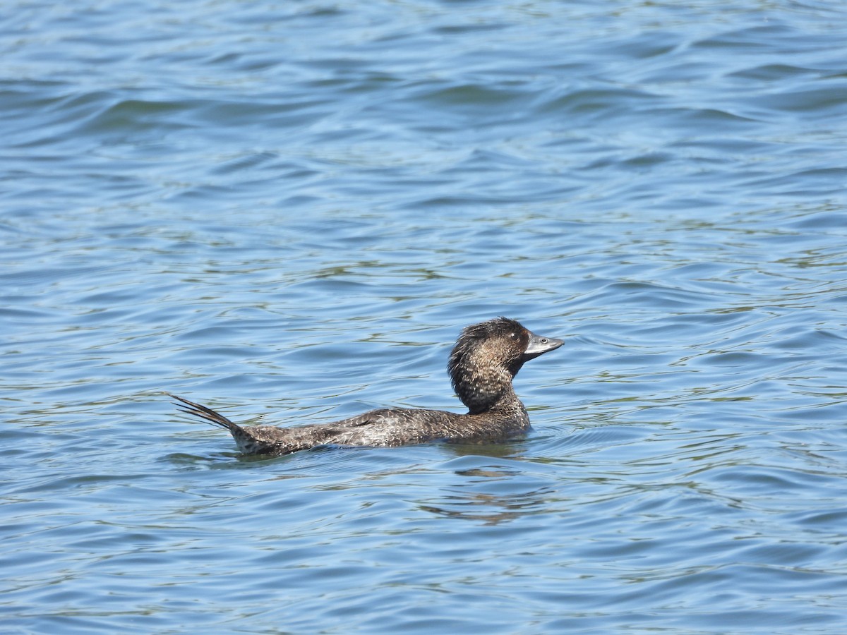 Musk Duck - ML647046300