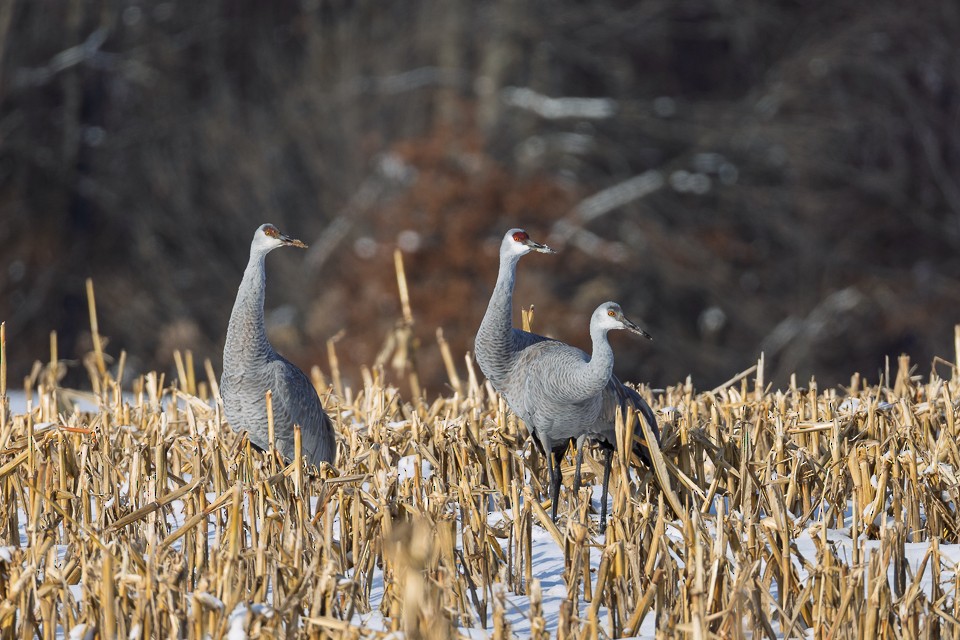 Sandhill Crane - ML647046301