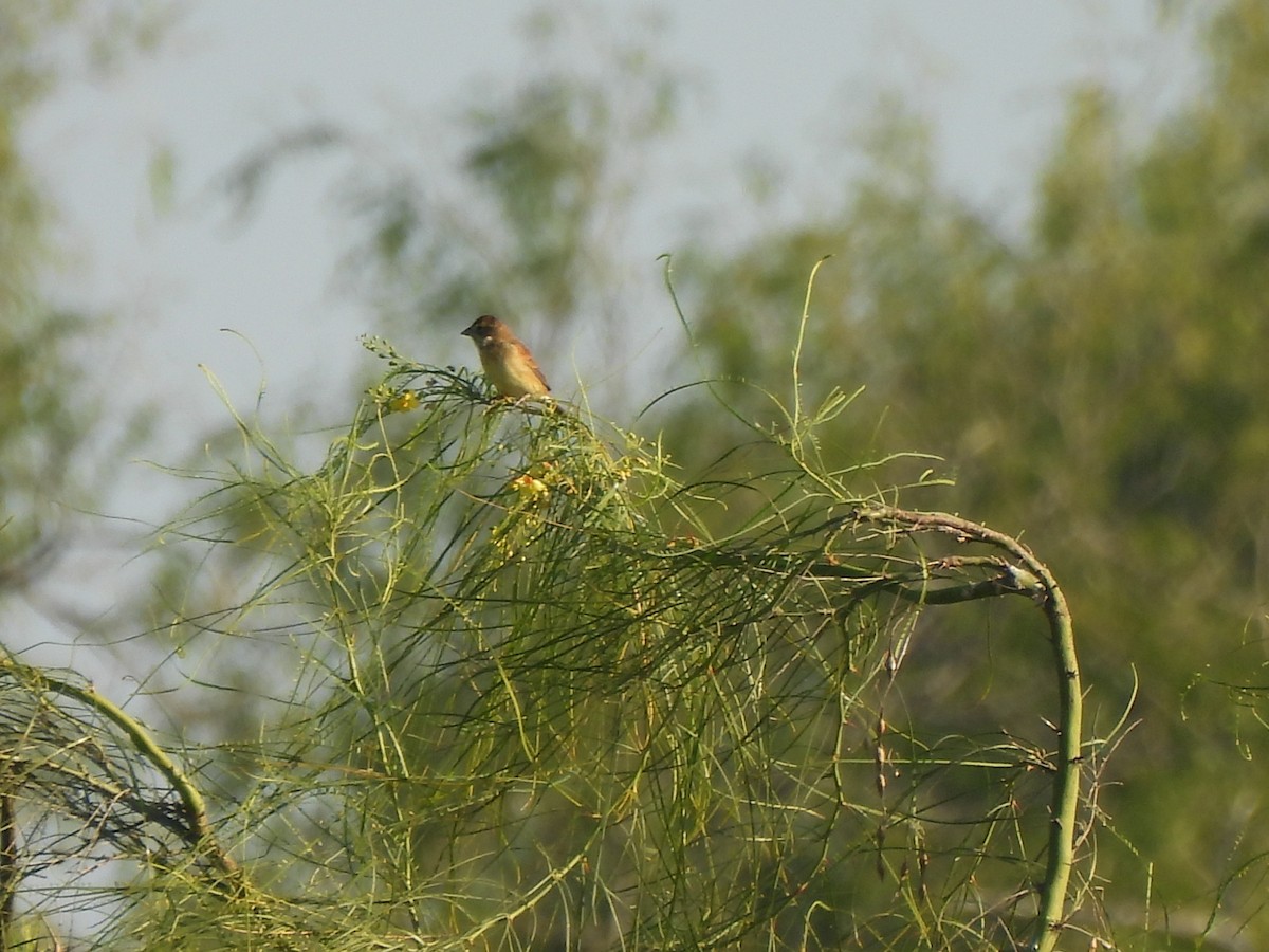 Dickcissel - ML647046303