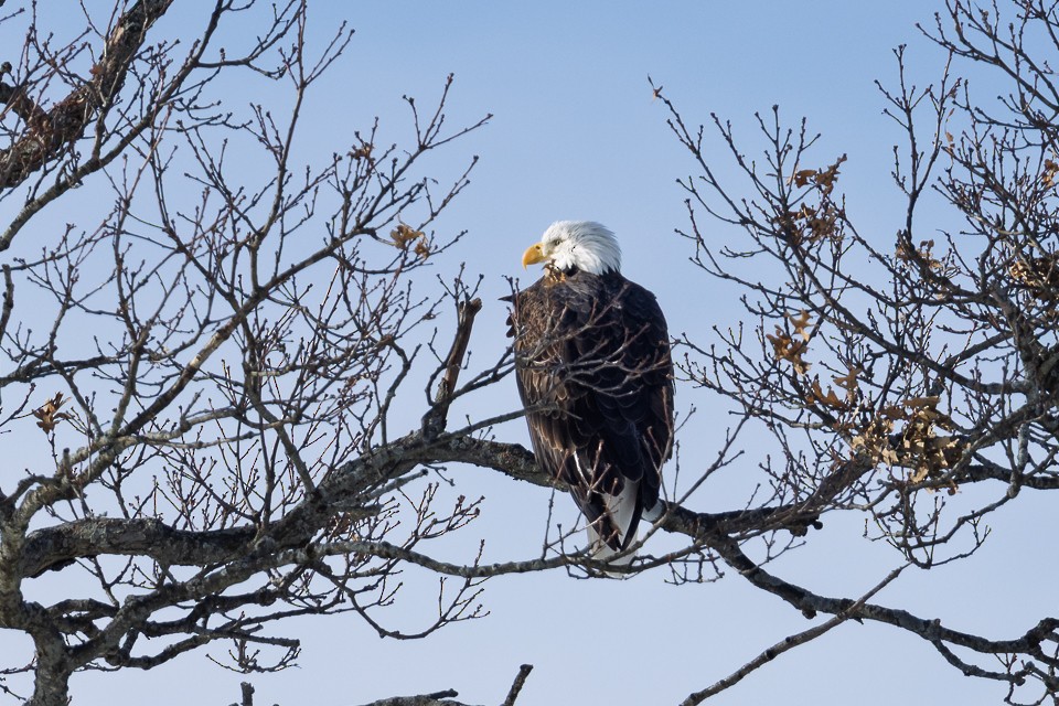 Bald Eagle - ML647046304