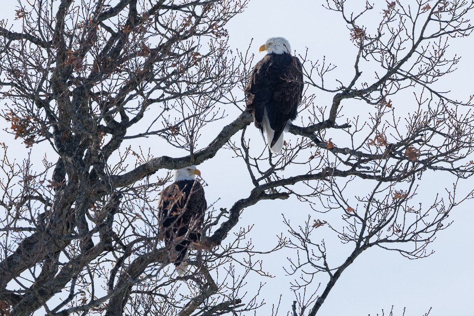 Bald Eagle - ML647046305