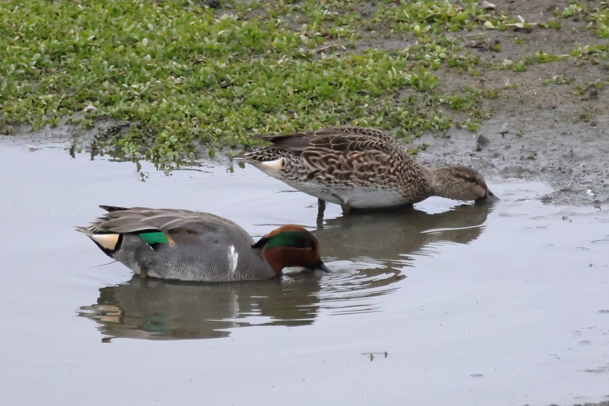 Green-winged Teal - ML647046306