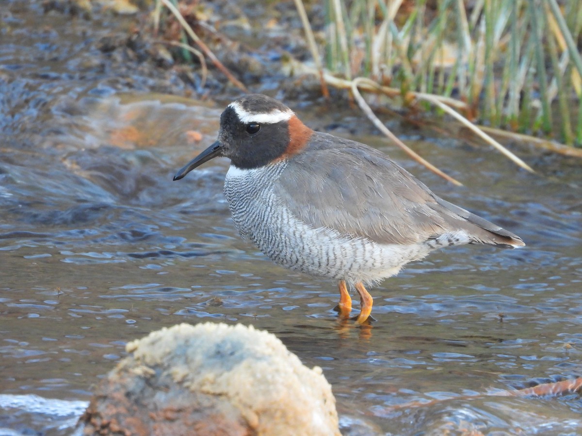 Diademed Sandpiper-Plover - ML647046309