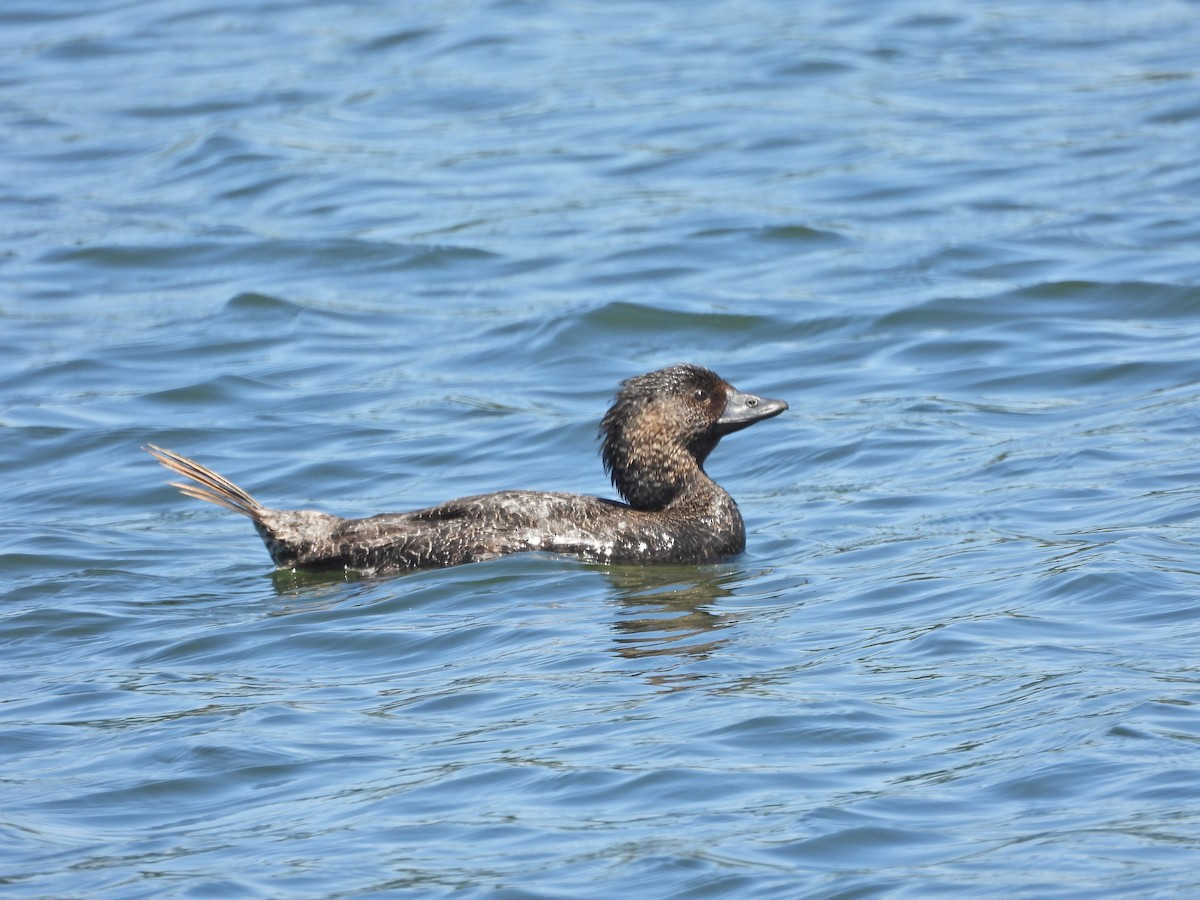 Лопастная утка - ML647046310