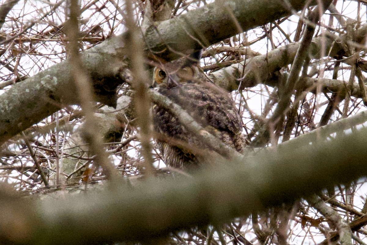 Great Horned Owl - ML647046312