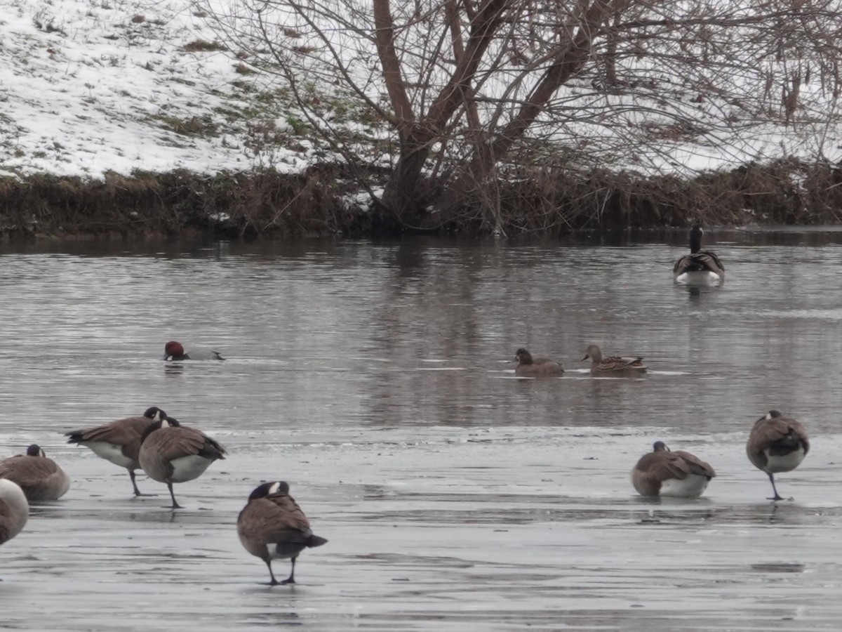 Redhead - ML647046313
