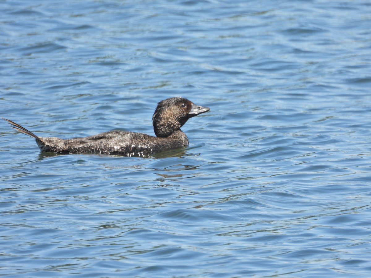 Лопастная утка - ML647046314