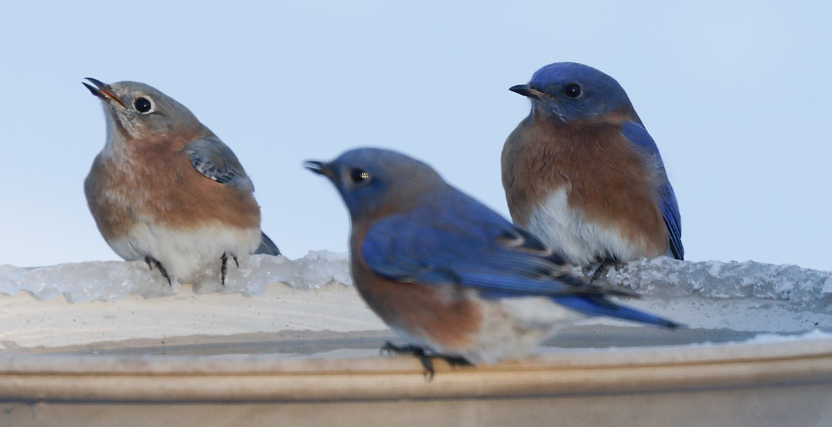 ルリツグミ - ML647046315