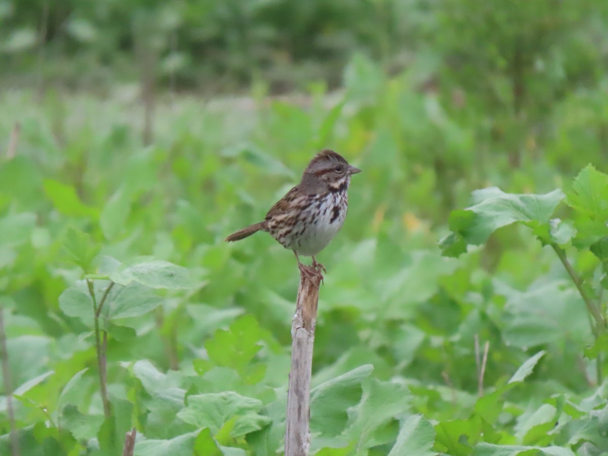 Song Sparrow - ML647046319