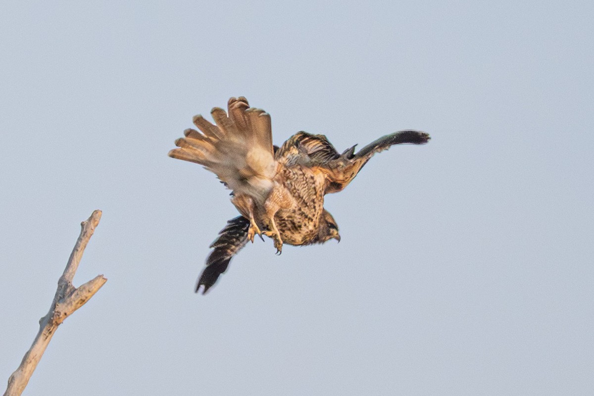 Red-tailed Hawk - ML647046320