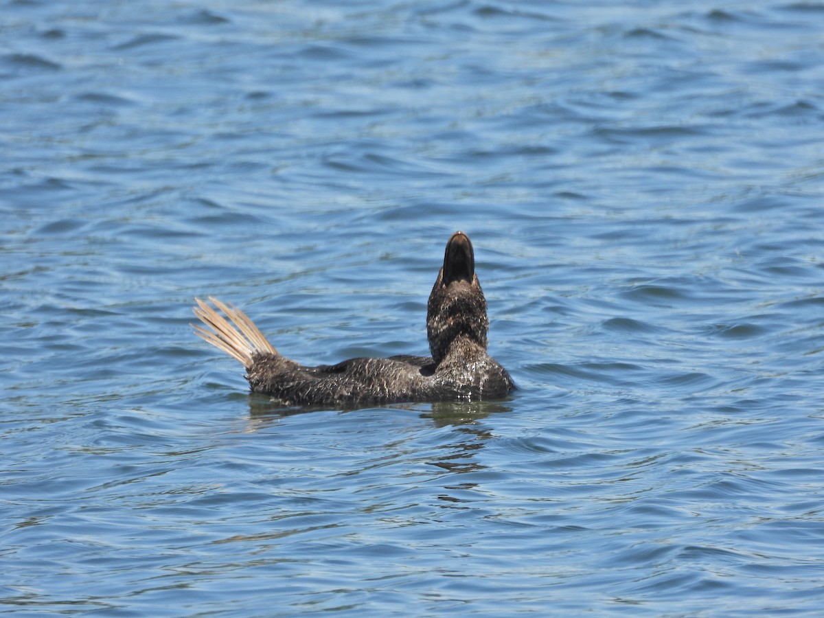 Лопастная утка - ML647046326