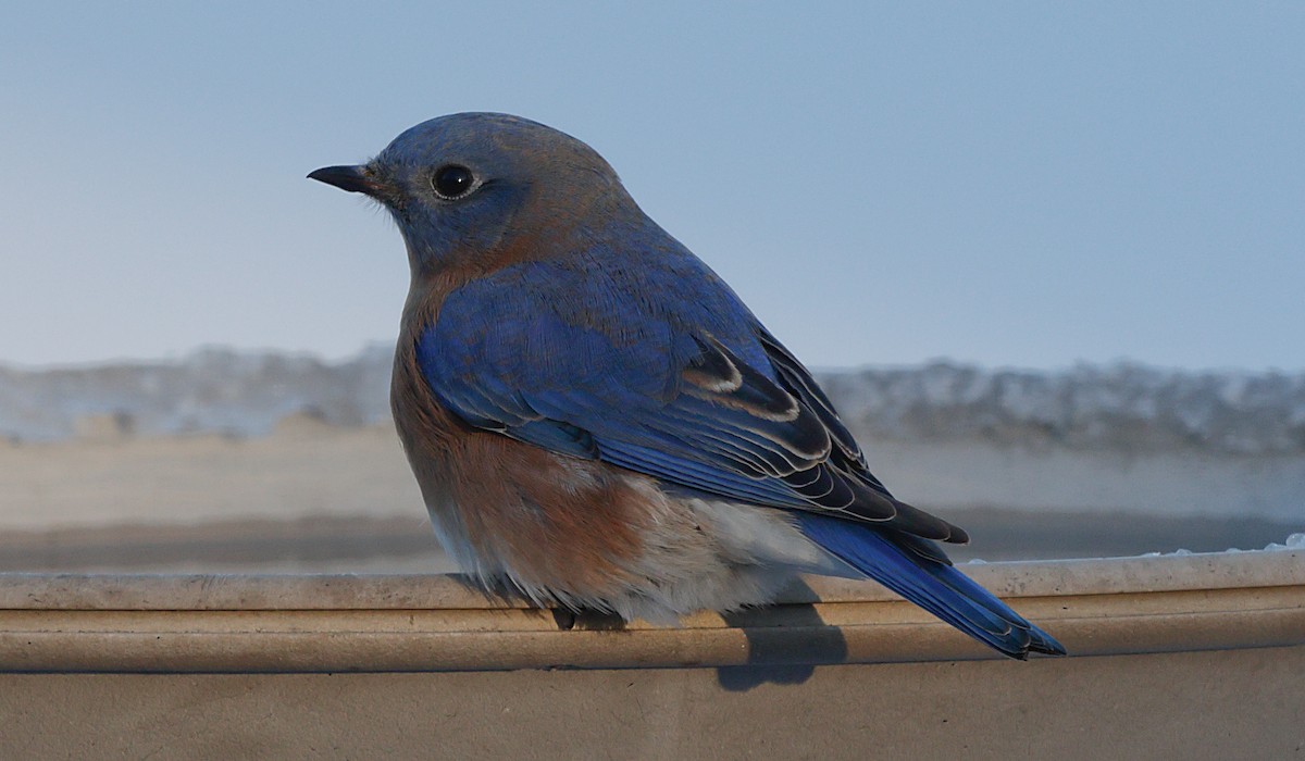 ルリツグミ - ML647046327