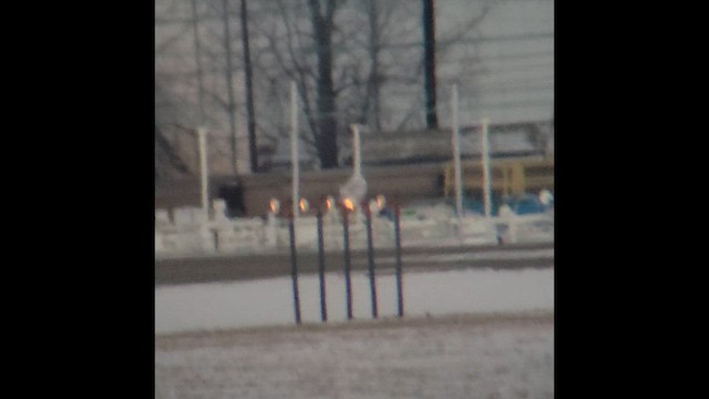 Snowy Owl - ML647046332