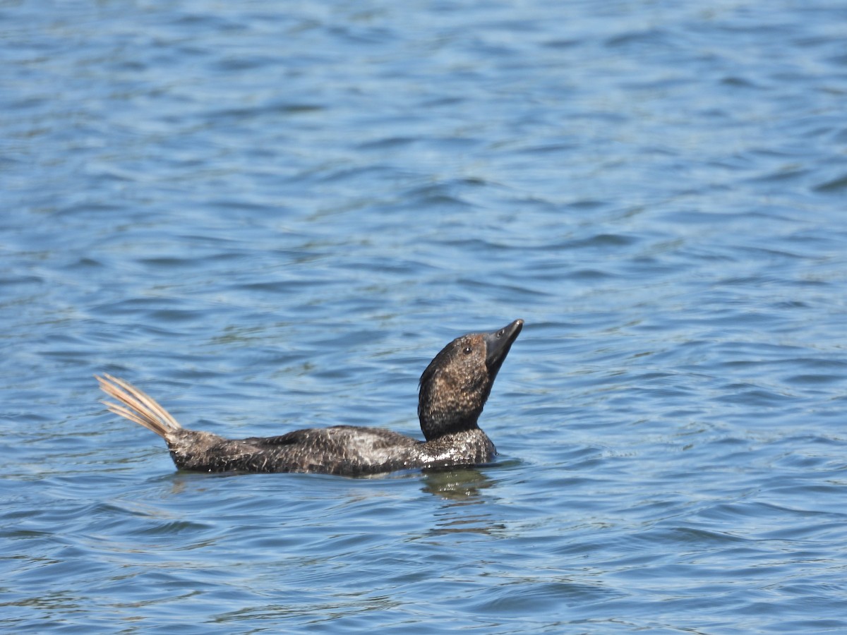 Лопастная утка - ML647046333