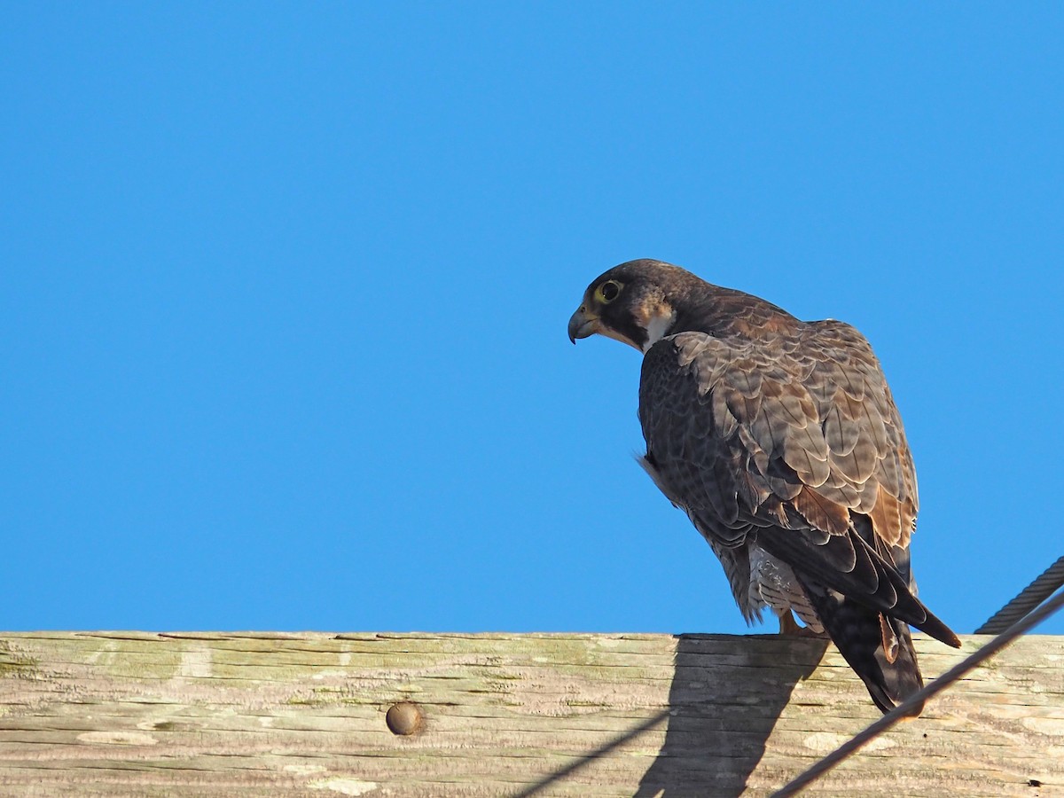 sokol stěhovavý - ML647046337