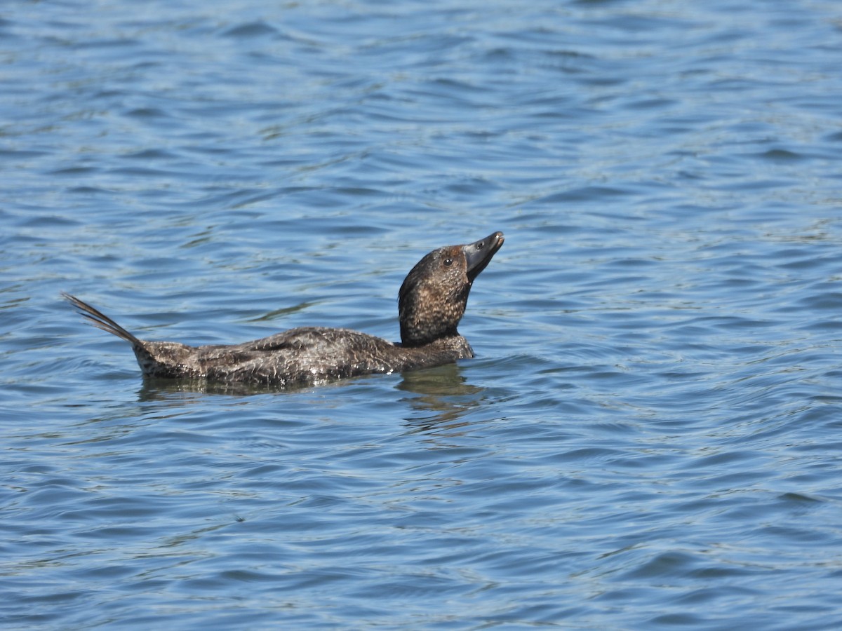 Лопастная утка - ML647046341